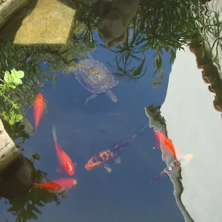 Incirliev - Special Category ホテル