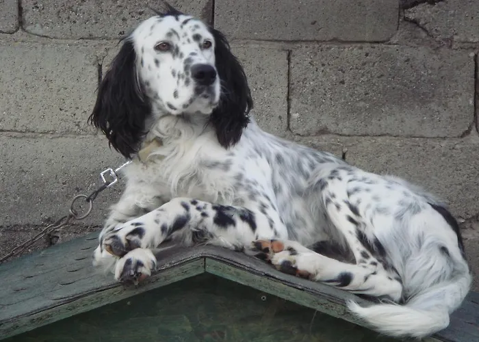 Incirliev - Special Category 2*