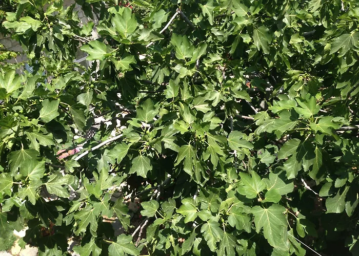 Отель Incirliev - Special Category