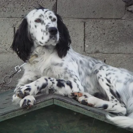 Incirliev - Special Category 2*