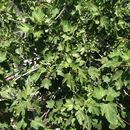 Hotel Incirliev - Special Category